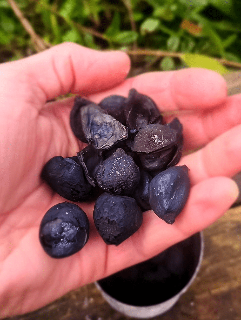 Handful of finished biochar made from macadamia husks